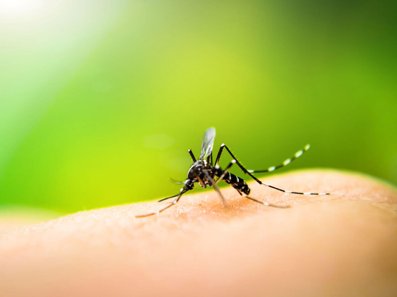 diệt muỗi tại phú thọ
